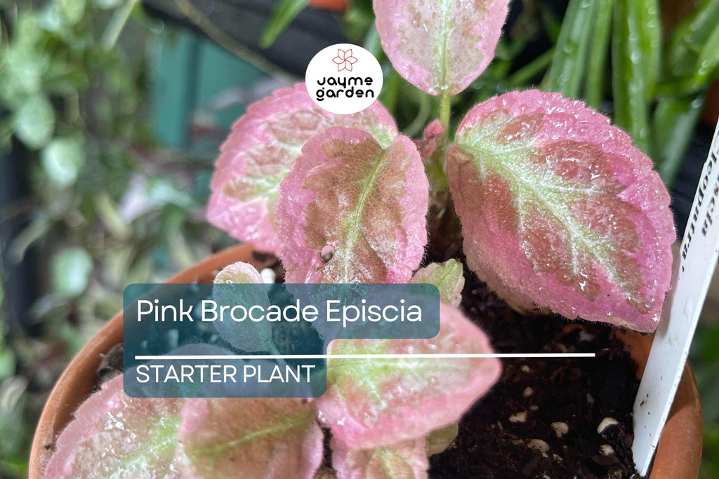 Pink Brocade Episcia Starter Plant | Rare Variegated Flame Violet | Live Houseplant in 2" Pot | Trailing Indoor Beauty