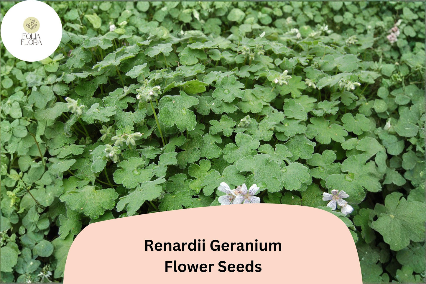 25+ Renardii Geranium Seeds | Hardy Perennial Cranesbill | Geranium renardii Seeds for Garden Borders & Rock Gardens