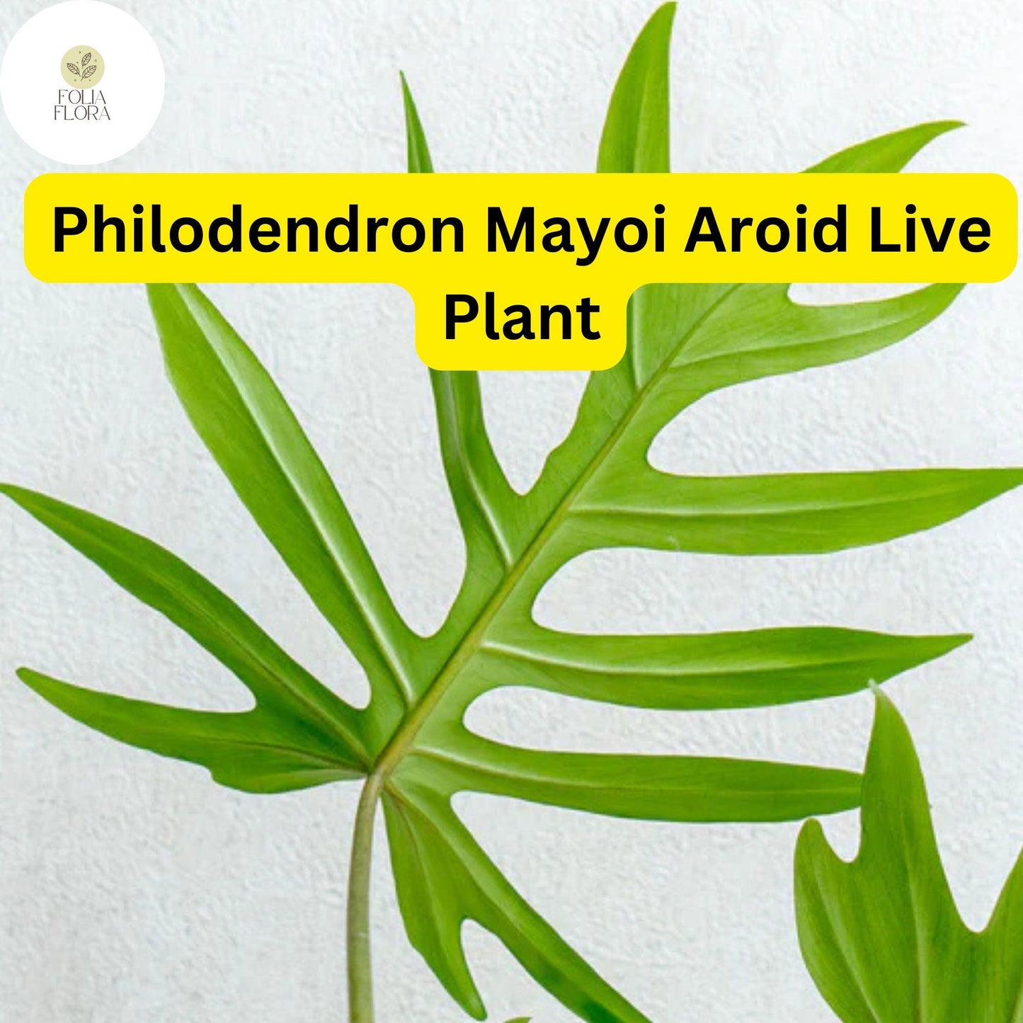 1 Philodendron Mayoi - Aroid Well-Rooted Live Plant in 4" Pot - Tropical Indoor Houseplant, Easy-Care