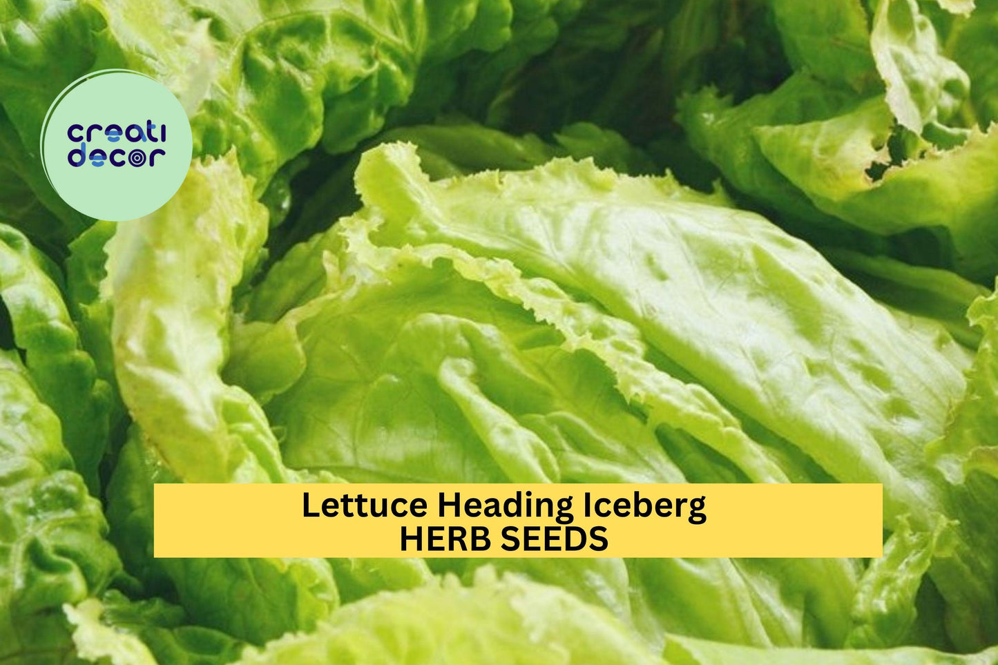 3pcs of 1g Iceberg Batavian Lettuce Seeds – Crisp Heading Variety Ideal for Salads,Sandwiches, Garden & Container Growing Seeds for Planting