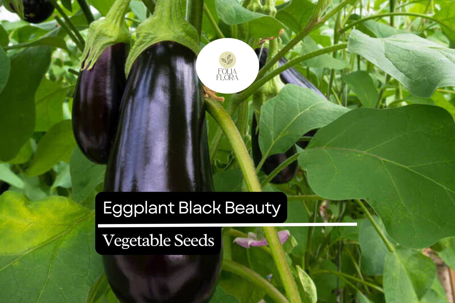 150 Black Beauty Eggplant Seeds – Heirloom, Non-GMO, High-Yield, Classic Variety