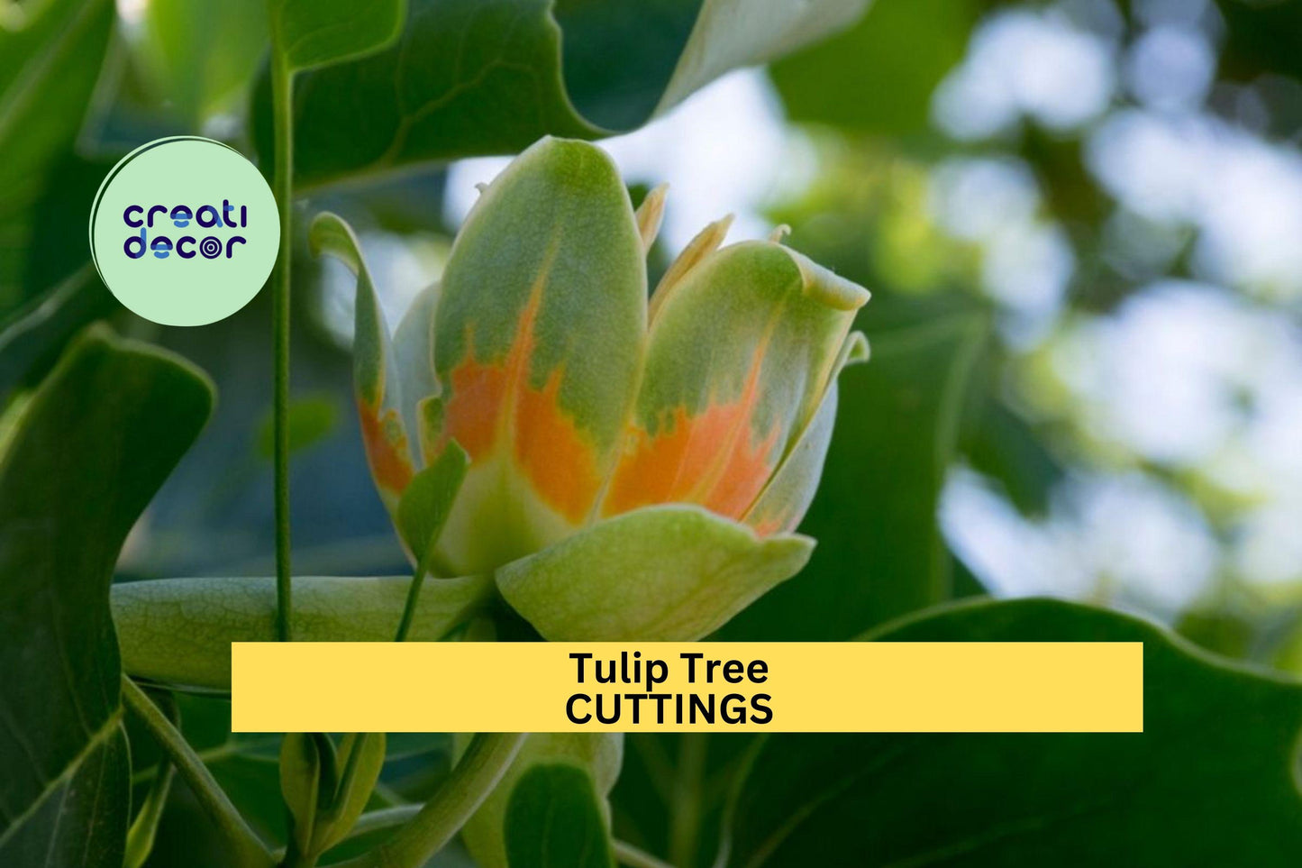 6+ Tulip Tree Cuttings – Liriodendron tulipifera | Tulip Poplar Unrooted Stems for Propagation | Ornamental Shade Tree for Landscapes