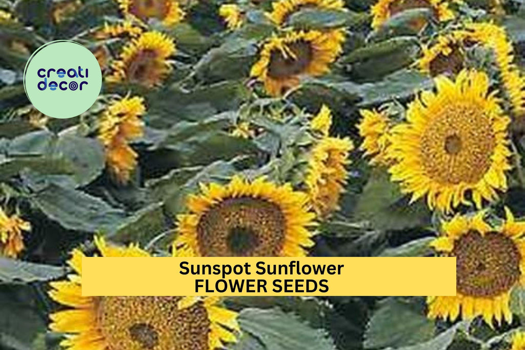 3pcs of 1g Sunspot Sunflower Seeds – Compact, Bright Yellow Blooms for Garden Beds, Containers, and Pollinator Spaces Seeds for Planting
