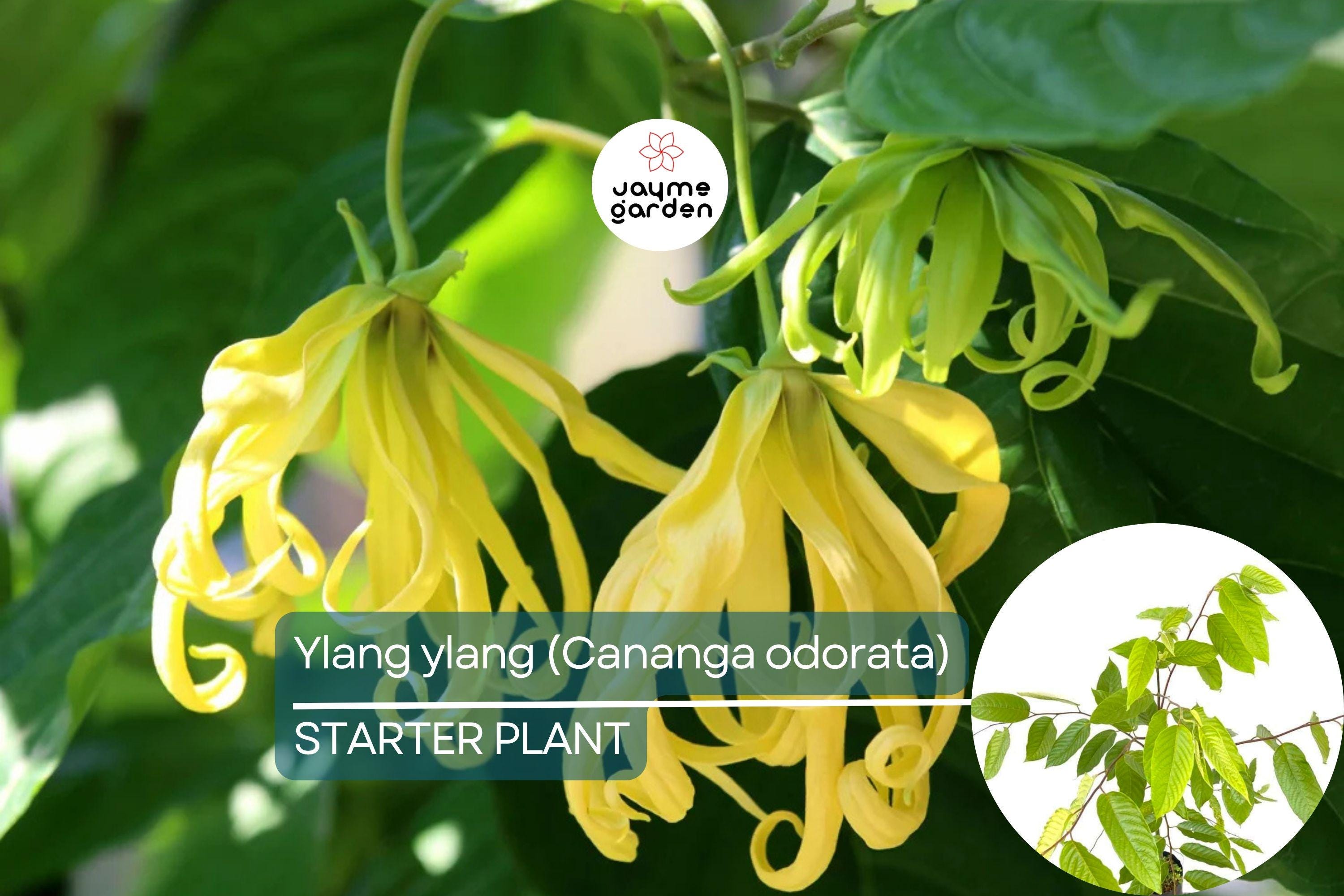 Ylang Ylang Live Tree (Cananga odorata) 1’-2’ Tall | Fragrant Tropical Beauty for Gardens | Aromatic Star-Shaped Flowers