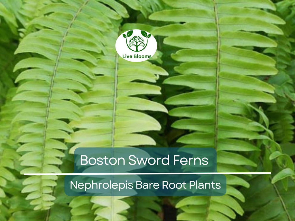 12 Boston Sword Ferns - Nephrolepis Exaltata - Bare Root Live Plants Bundle - Indoor Air Purifier Ferns