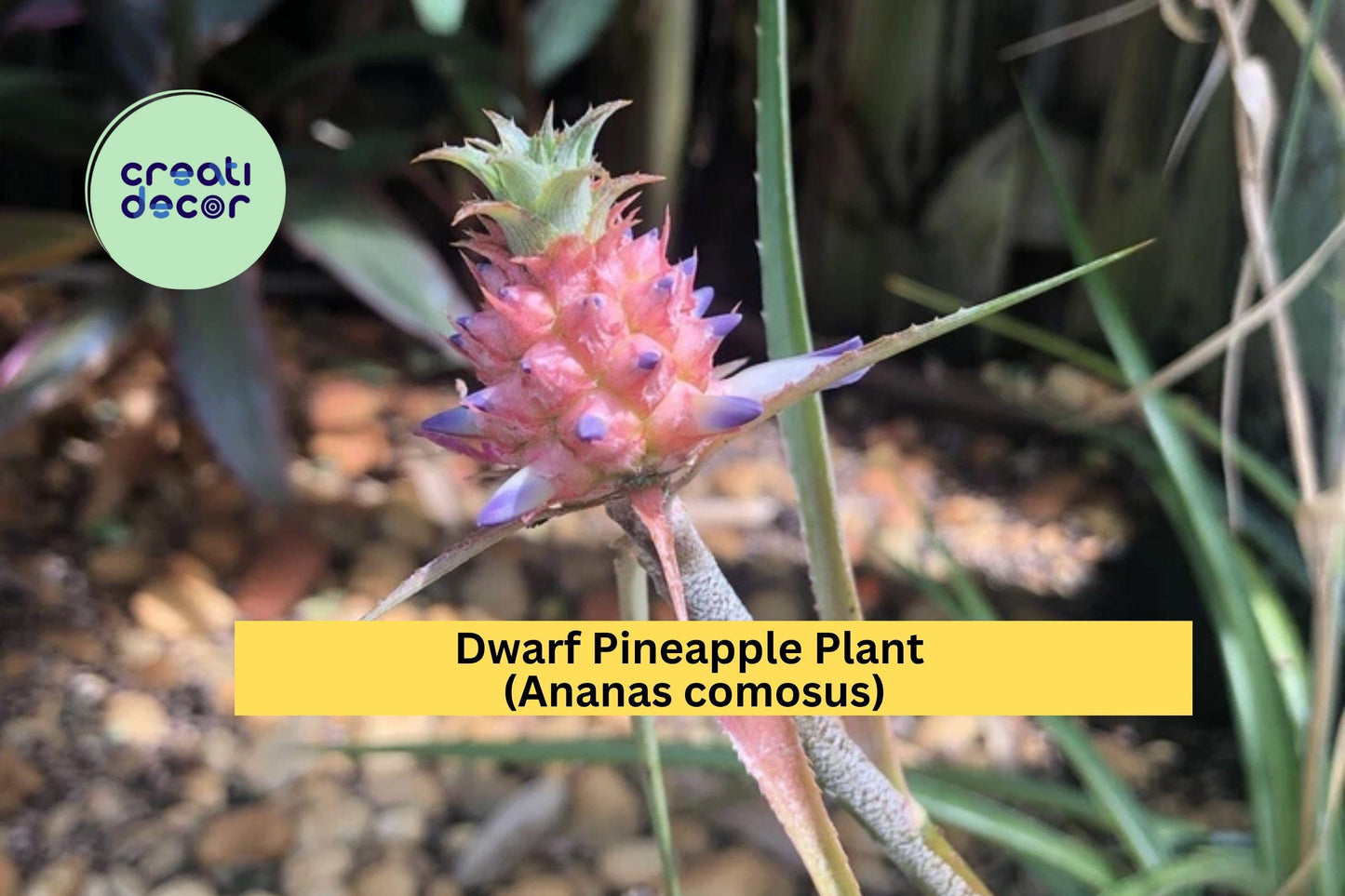 Dwarf Pineapple Plant | Live Rooted Ananas comosus Starter | Tropical Ornamental or Edible Patio Plant for Containers & Indoor Décor