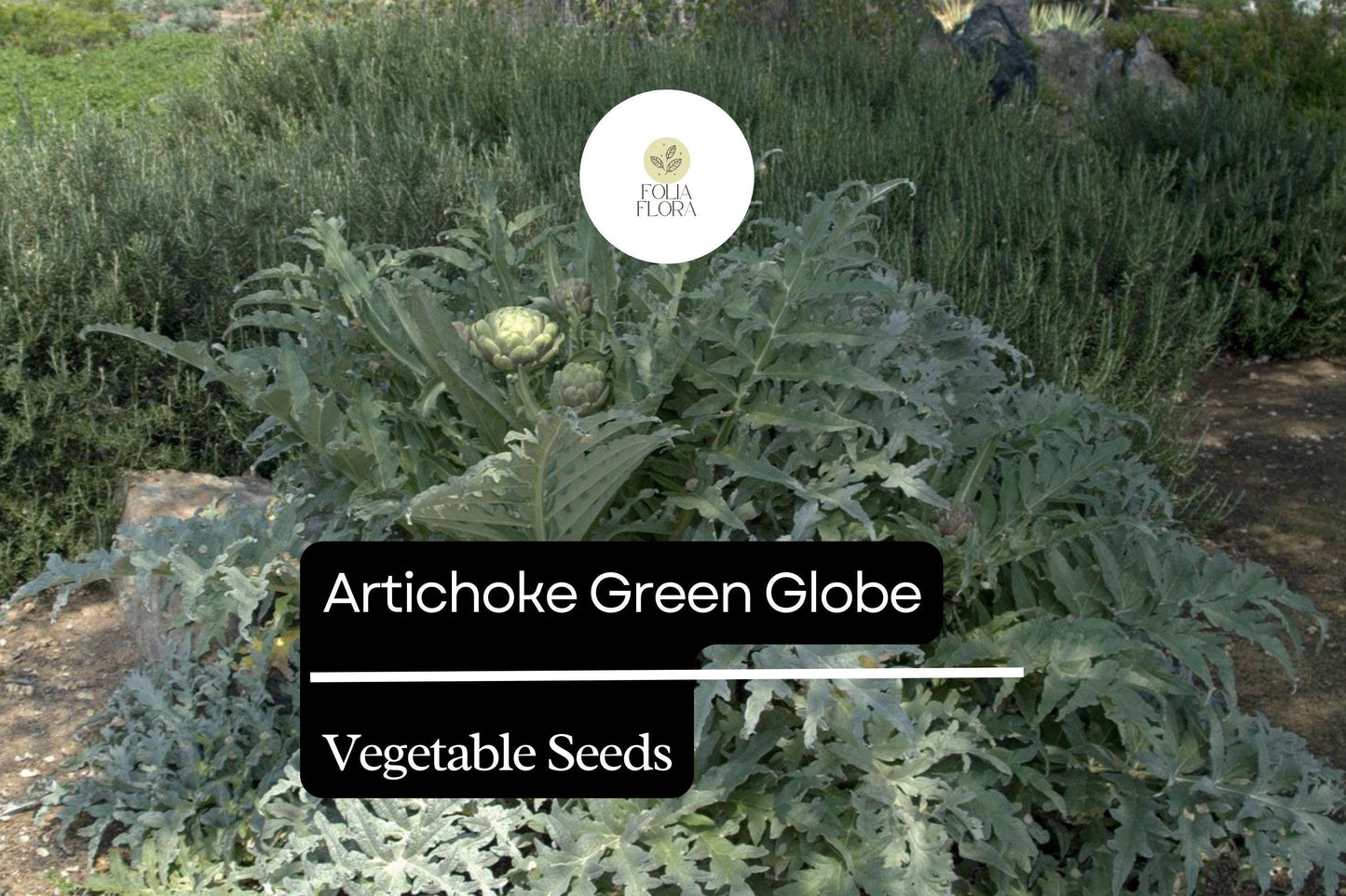 Artichoke Green Globe Seeds - 500mg Heirloom Variety (Cynara scolymus) - Easy to Grow, Edible Perennial Vegetable Plant Seeds