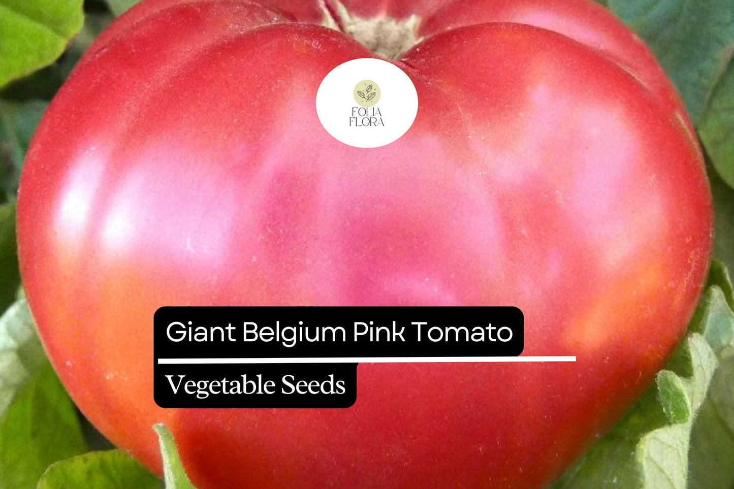 30 Giant Belgium Pink Tomato Seeds – Solanum lycopersicum – Heirloom, Non-GMO, Large Fruits for Slicing & Sandwiches