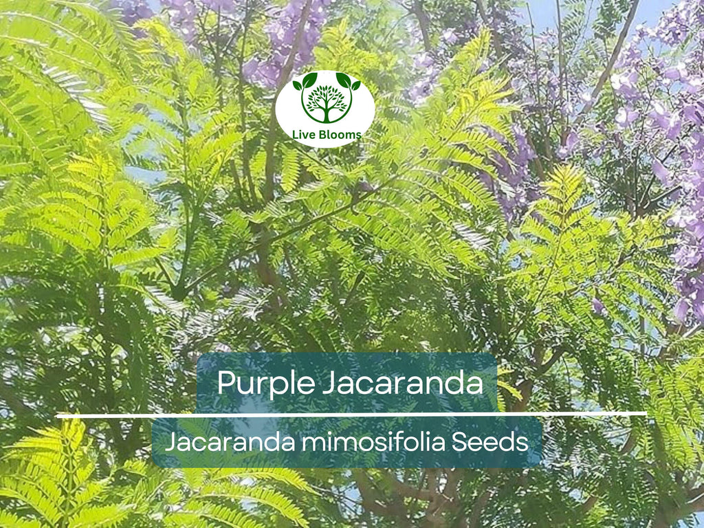 40 Purple Jacaranda Mimosifolia Seeds | Fast Growing Flowering Tree, Beautiful Purple Blooms, Tropical Landscaping, Garden Tree