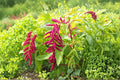 Love Lies Bleeding – Amaranthus caudatus Seeds | 100 Seeds | Dramatic Hanging Red Flowers