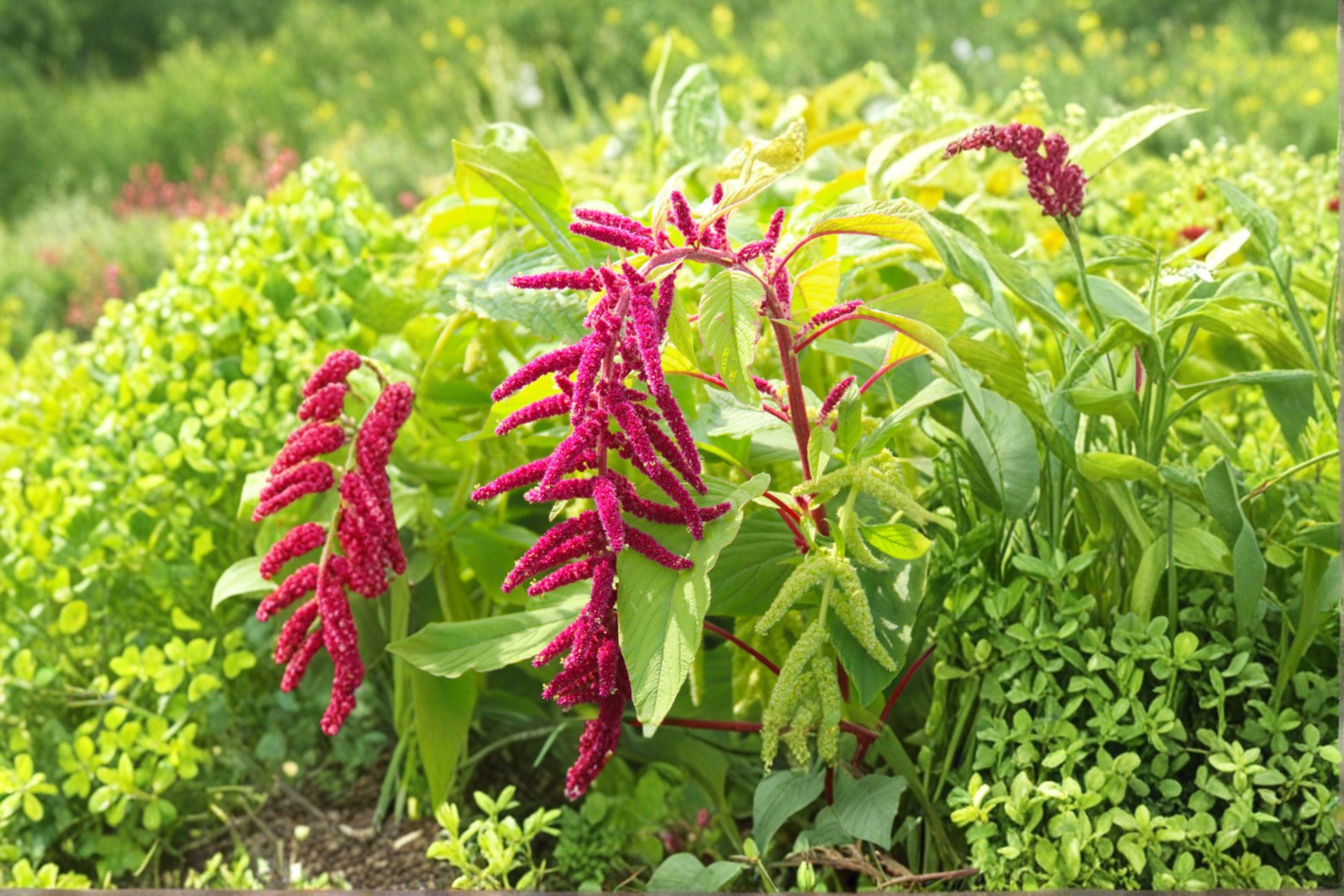 Love Lies Bleeding – Amaranthus caudatus Seeds | 100 Seeds | Dramatic Hanging Red Flowers
