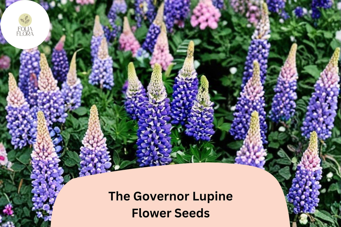 25+ The Governor Lupine Seeds | Lupinus | Deep Blue-White Spiked Blooms for Garden Planting