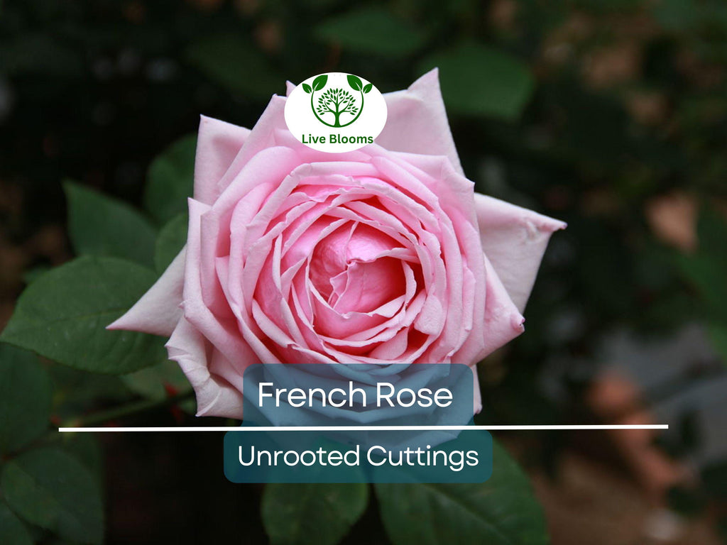 4 French Rose Unrooted Cuttings (Rosa) 6-8" - Premium Rose Bush Propagation - Perfect for Growing Your Own Rose Garden, Rooting & Planting