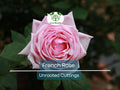4 French Rose Unrooted Cuttings (Rosa) 6-8" - Premium Rose Bush Propagation - Perfect for Growing Your Own Rose Garden, Rooting & Planting