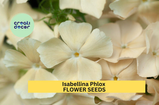 100+ Isabellina Phlox Seeds – Soft Butter-Yellow Blooms for Garden Planting, Compact Annual for Borders & Pollinators – USA