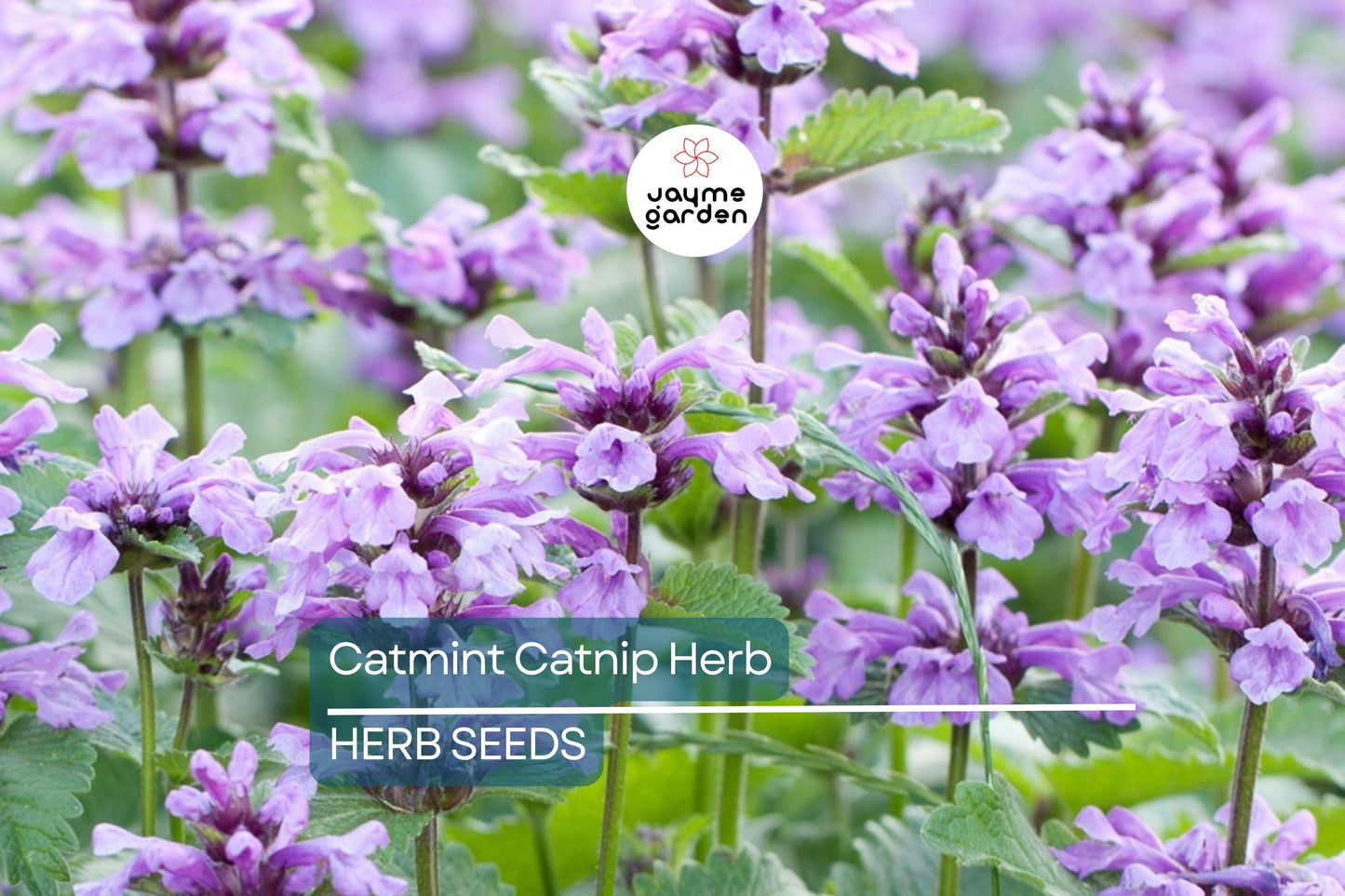 1,000 Catnip Seeds (Nepeta cataria) – Perennial Herb, Catmint, Non-GMO