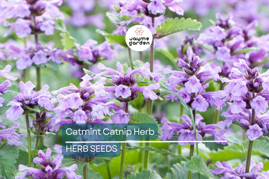 1,000 Catnip Seeds (Nepeta cataria) – Perennial Herb, Catmint, Non-GMO