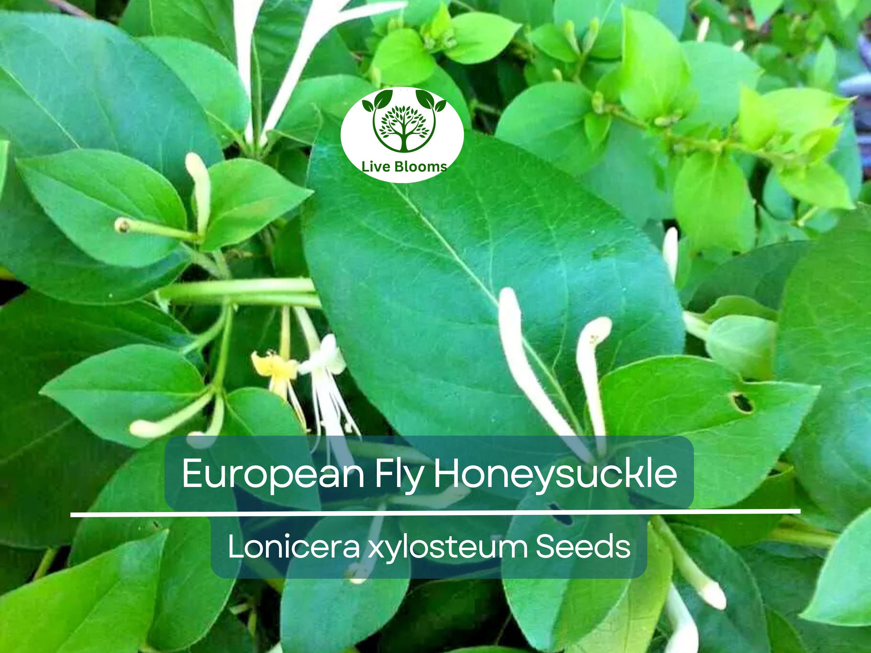 50 European Fly Honeysuckle Vine Seeds, Native Perennial White Honeysuckle Bush (Lonicera xylosteum), Hardy Vine for Garden & Landscaping