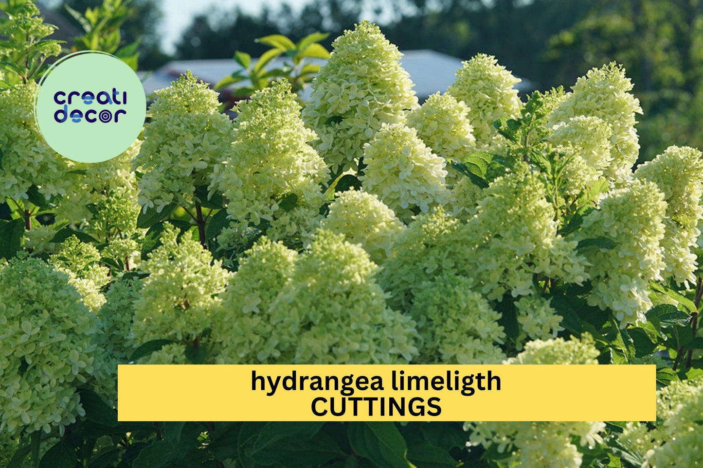 6 Rooted Limelight Hydrangea Cuttings | 6–10" Starter Plants | Hydrangea Paniculata | Lush Blooming Shrub | Guaranteed Quality
