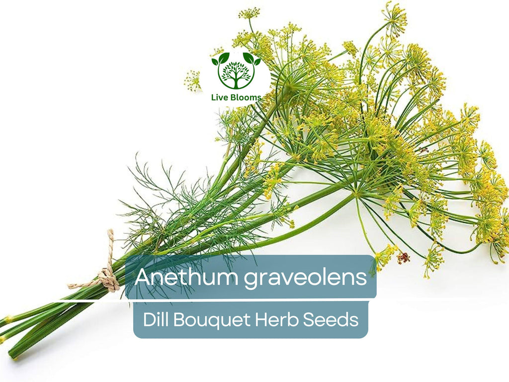 700 Dill Bouquet Seeds for Planting – Anethum graveolens – Fresh Herb for Cooking, Pickling, Gardening, Easy to Grow