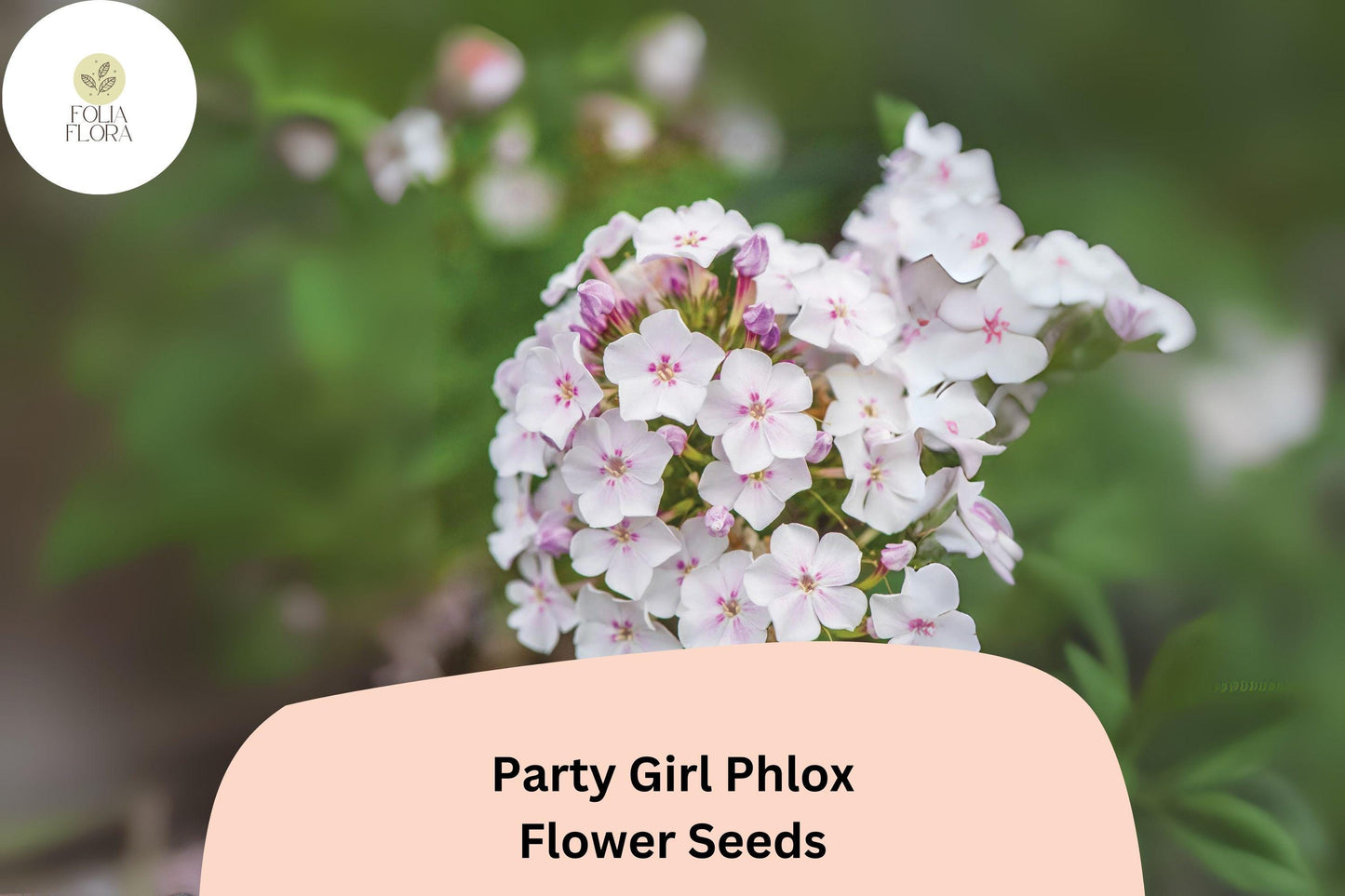100+ Party Girl Phlox Seeds – Colorful Annual Garden Flower Seeds, Phlox drummondii
