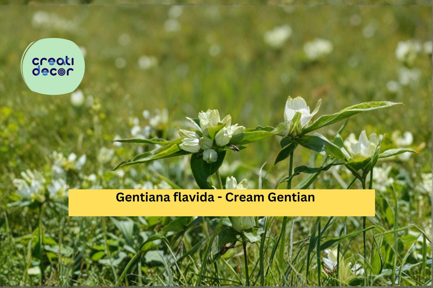 Cream Gentian Seeds Gentiana flavida 100 Count Native Wildflower Garden Plant Pale Yellow Flower Seeds