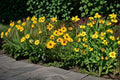 Golden Wave Tickseed – Coreopsis basalis, Native Annual Wildflower | Long Blooming (100 Seeds)