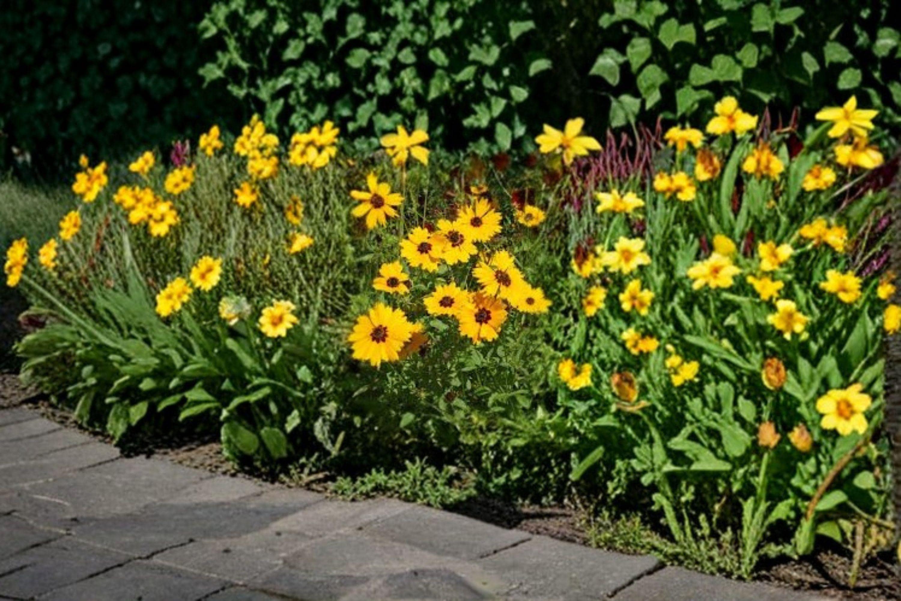 Golden Wave Tickseed – Coreopsis basalis, Native Annual Wildflower | Long Blooming (100 Seeds)