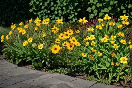 Golden Wave Tickseed – Coreopsis basalis, Native Annual Wildflower | Long Blooming (100 Seeds)