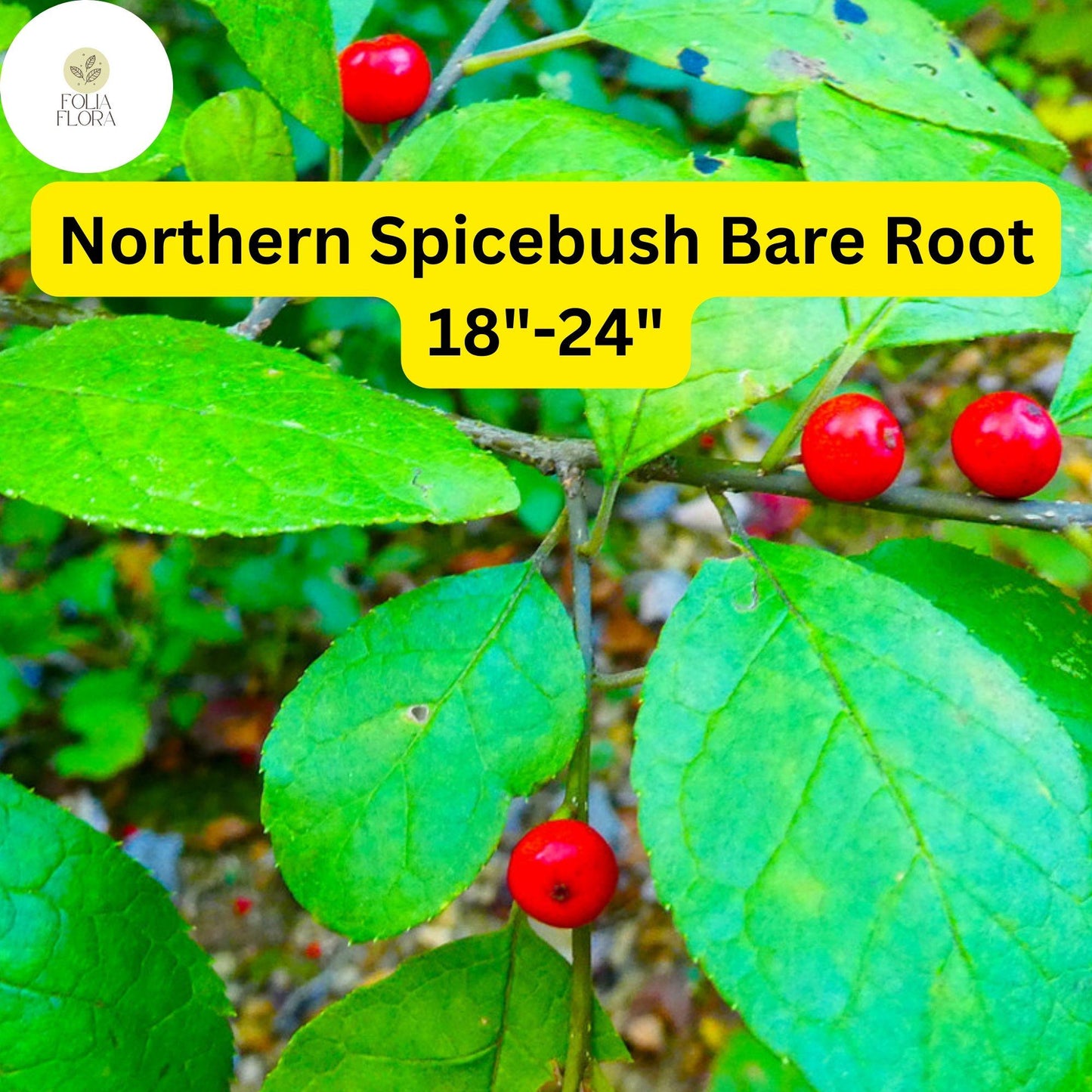 1 Lindera benzoin Northern Spicebush - Live Bare Root Plant 18"-24" for Zones 4-9 - Fragrant Wildlife-Friendly Shrub