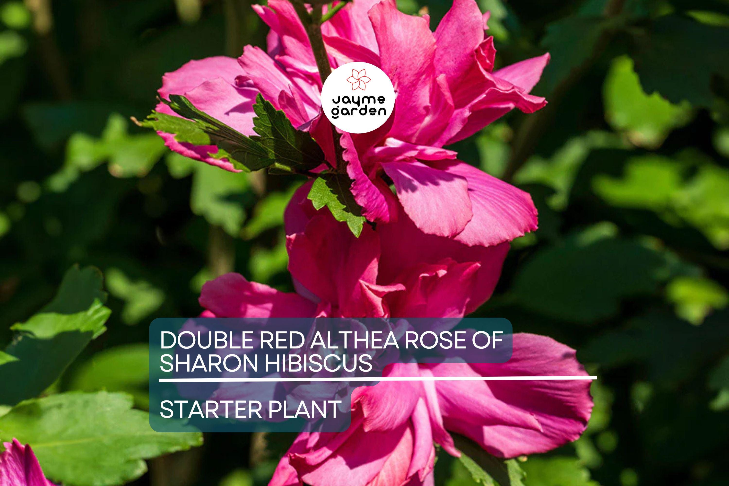 Live Double Red Althea Rose of Sharon Starter Plant | 1/2–1 ft. Bare Root Hibiscus | Fast-Growing, Low Maintenance