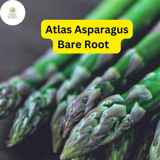 25 Bare Root Plants Green Atlas Asparagus, 2-Year Crowns, Asparagus officinalis, Easy to Grow Garden Starter
