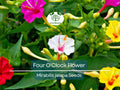 50 Four O'Clock Flower Mix Seeds 'Marvel of Peru' | Perennial Mirabilis jalapa, Colorful Blooms, Easy to Grow, Garden Flowers