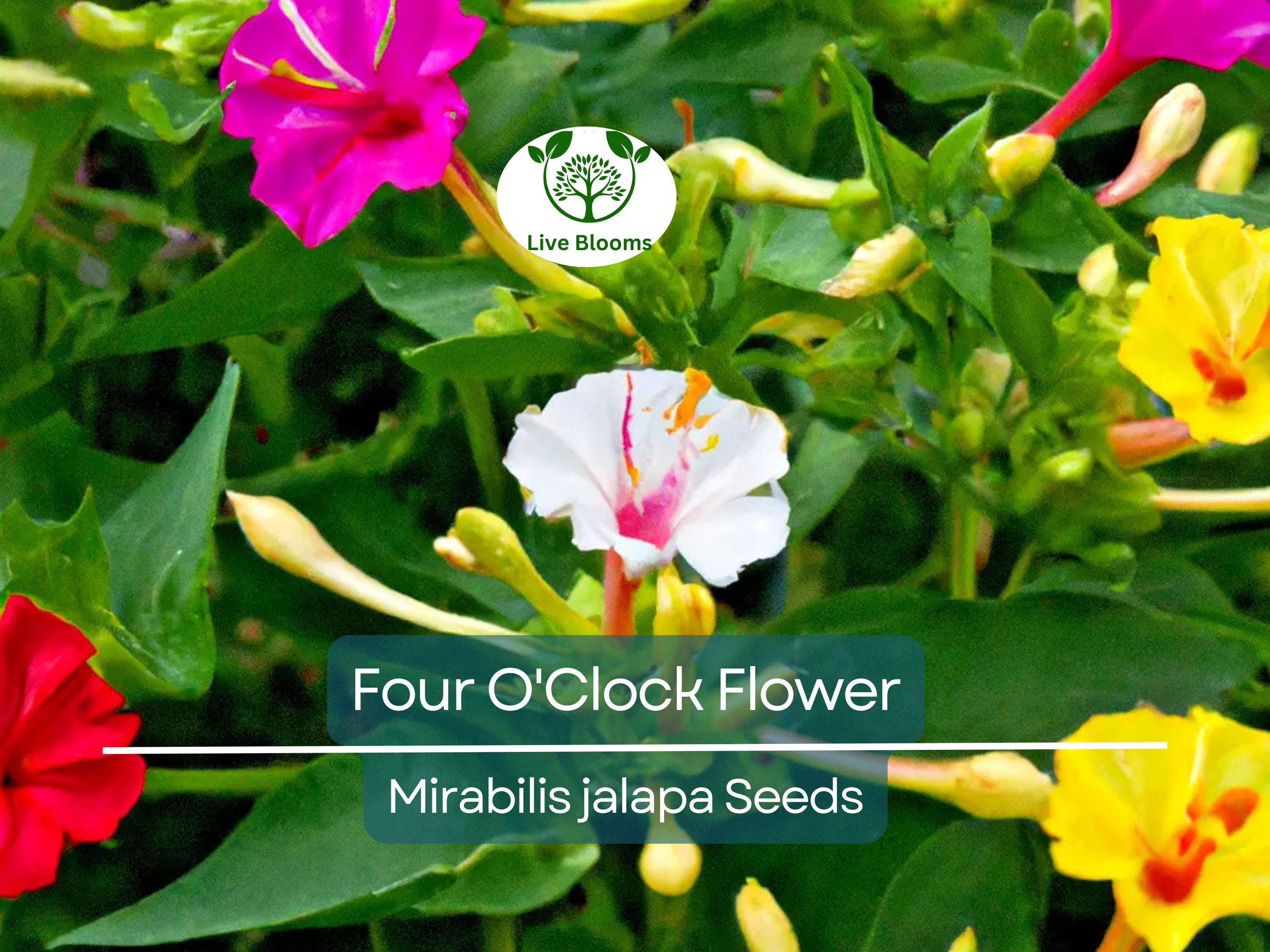 50 Four O'Clock Flower Mix Seeds 'Marvel of Peru' | Perennial Mirabilis jalapa, Colorful Blooms, Easy to Grow, Garden Flowers