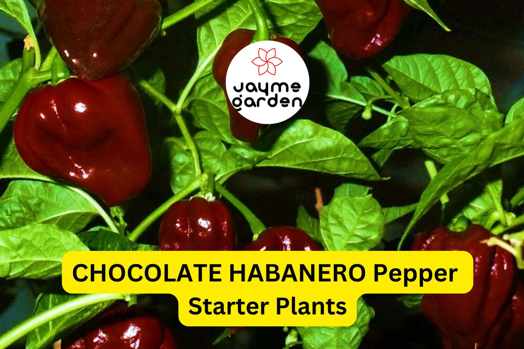 3 Chocolate Habanero Pepper Starter Plants - Super Hot Chili - Smoky & Spicy for Hot Sauce, Cooking, Garden Growing