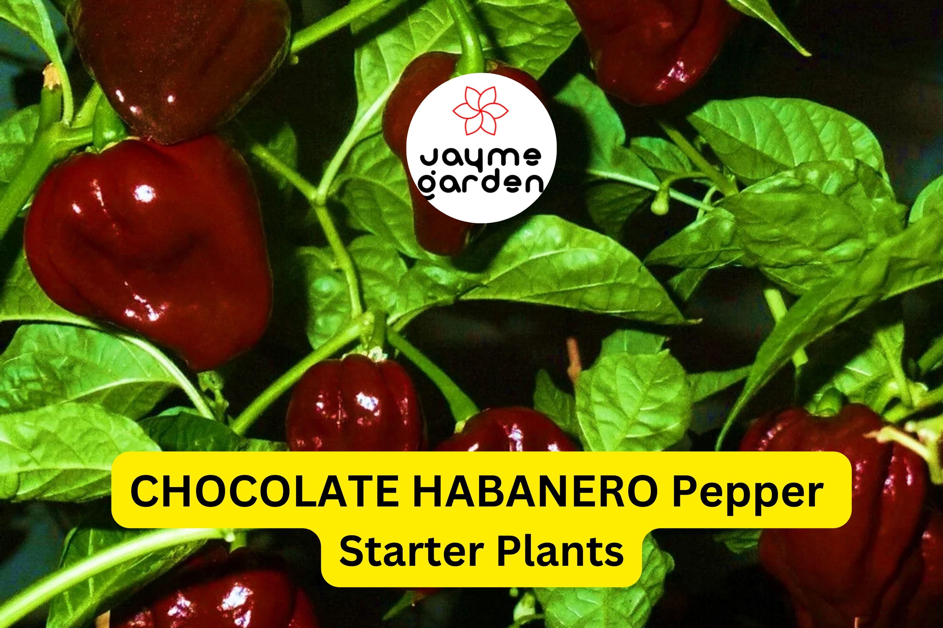 3 Chocolate Habanero Pepper Starter Plants - Super Hot Chili - Smoky & Spicy for Hot Sauce, Cooking, Garden Growing