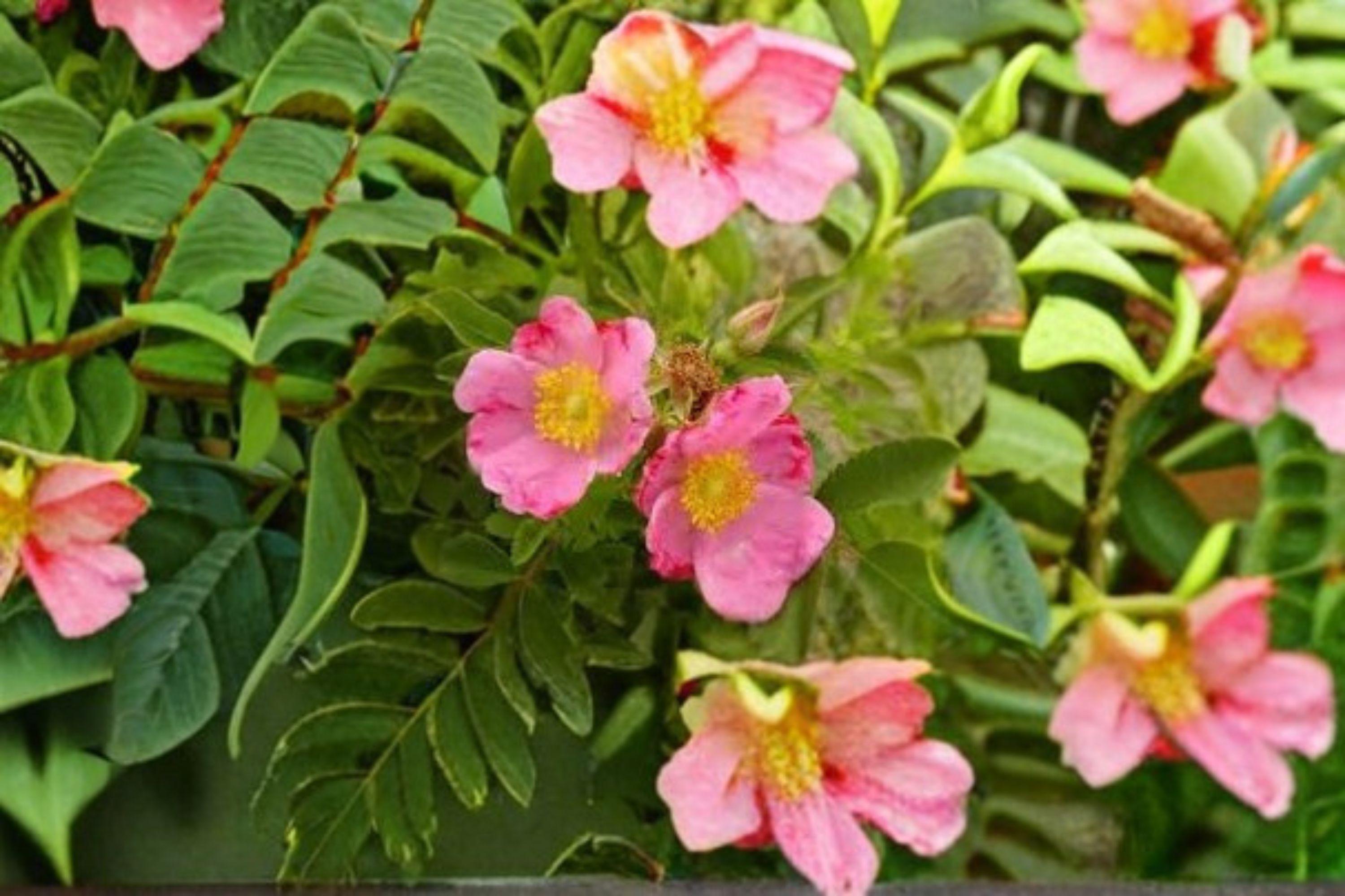 Prairie Wild Rose Seeds – Rosa arkansana | 10 Seeds | Wildlife Gardens | Hardy Perennial Shrub