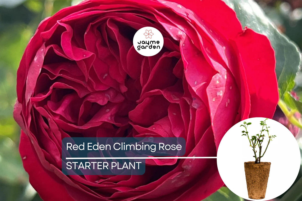 Red Eden Climbing Rose Plant - 1.5 Gal | Large Crimson Blooms | 100+ Petals | Fragrant Tea Scent | Own-Root |