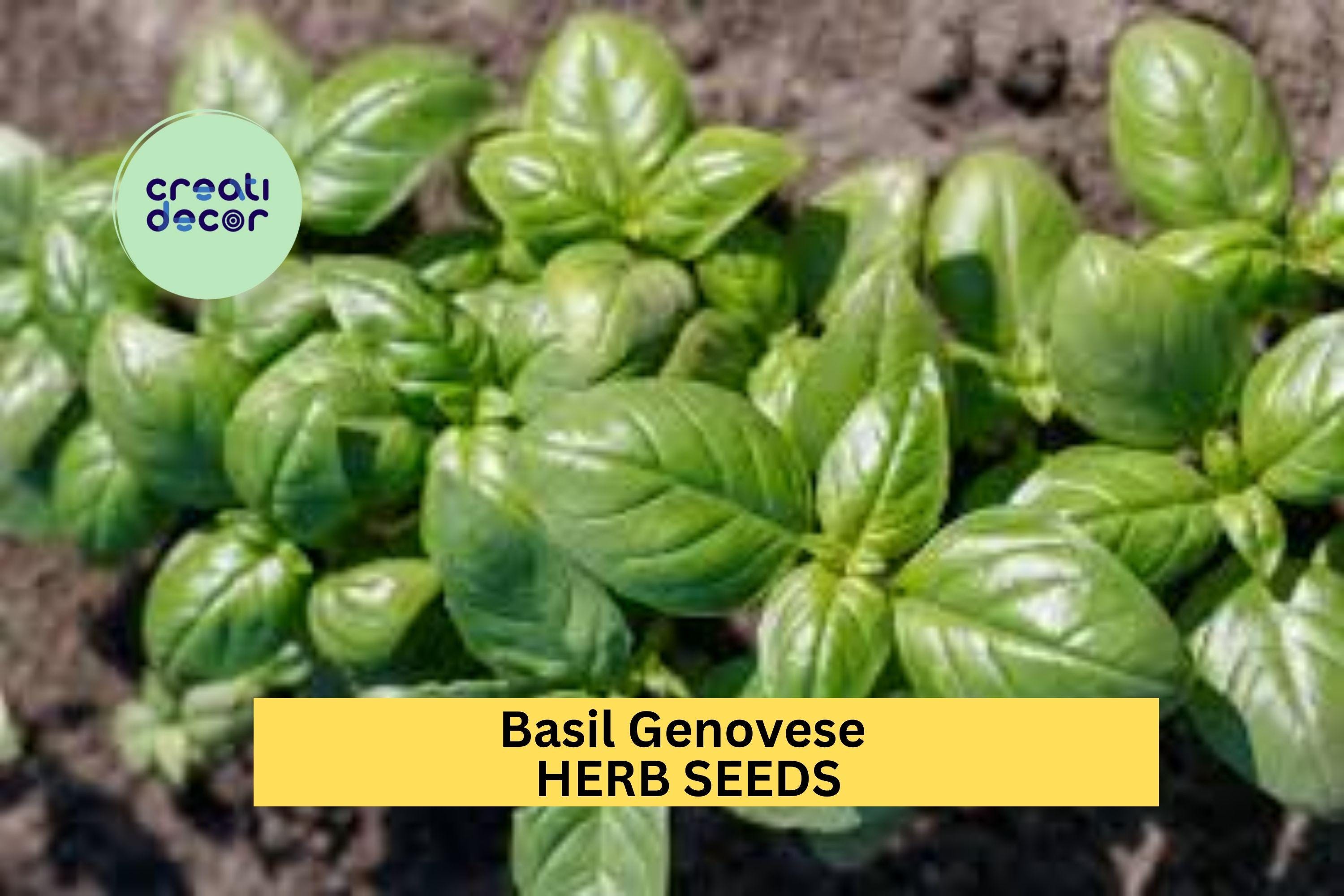 3pcs of 1g Basil Genovese Seeds – Classic Italian Herb for Culinary Use, Garden Pots, Raised Beds & Windowsill Growing Seeds for Planting