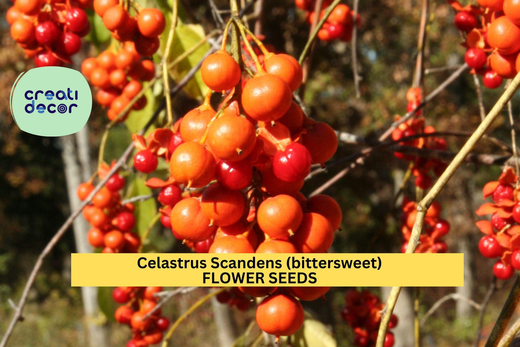 Celastrus scandens 30 SEEDS – American Bittersweet Vine Seeds for Trellises, Fences, or Fall Garden Displays Seeds for Planting