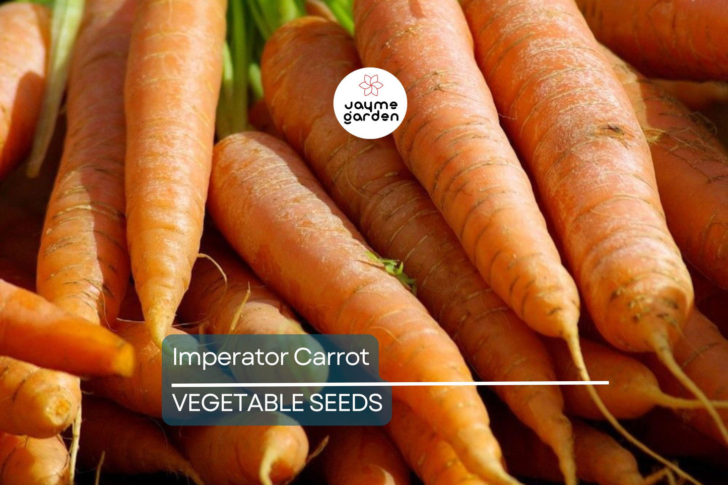 2,000 Imperator Carrot Seeds - Heirloom, NON-GMO, All-America Selections, Free Shipping
