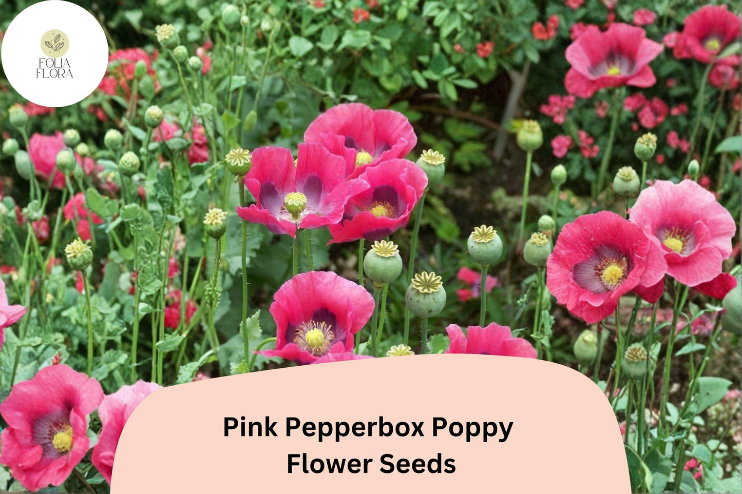 200+ Pink Pepperbox Poppy Seeds for Garden Planting – Unique Pink Blooms, Easy to Grow Wildflower Perennial