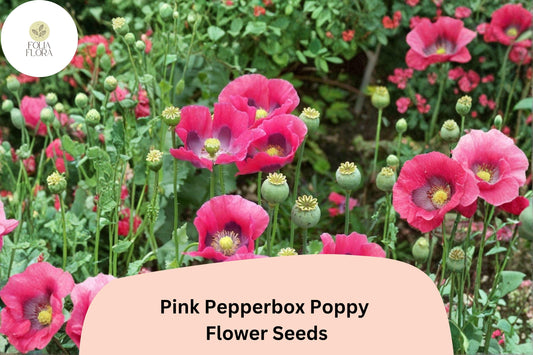200+ Pink Pepperbox Poppy Seeds for Garden Planting – Unique Pink Blooms, Easy to Grow Wildflower Perennial
