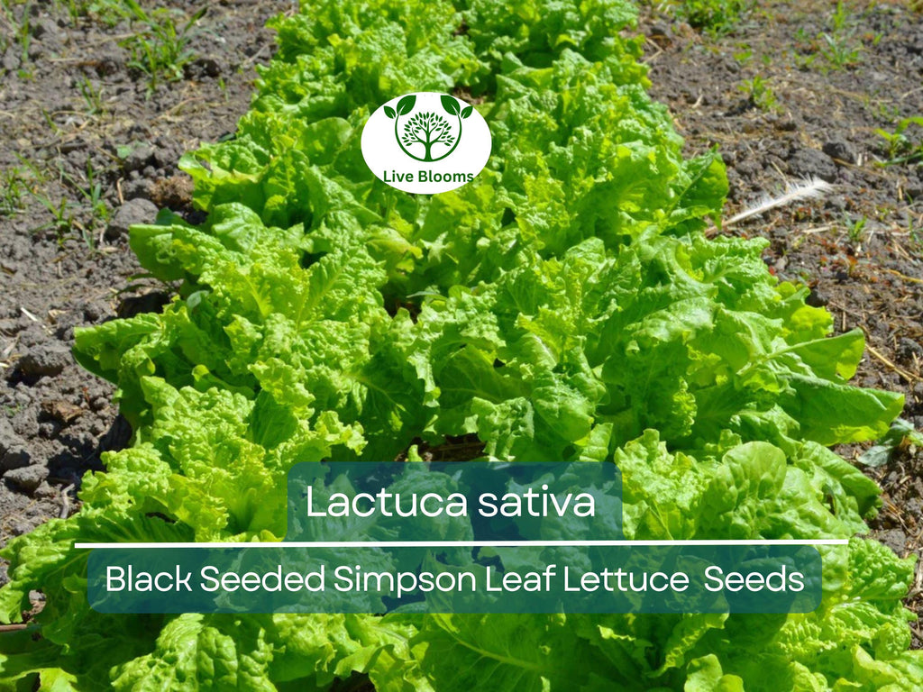 700 Seeds Black Seeded Simpson Leaf Lettuce – Lactuca sativa | Heirloom Lettuce for Planting, Gardening & Fresh, Tender Harvests