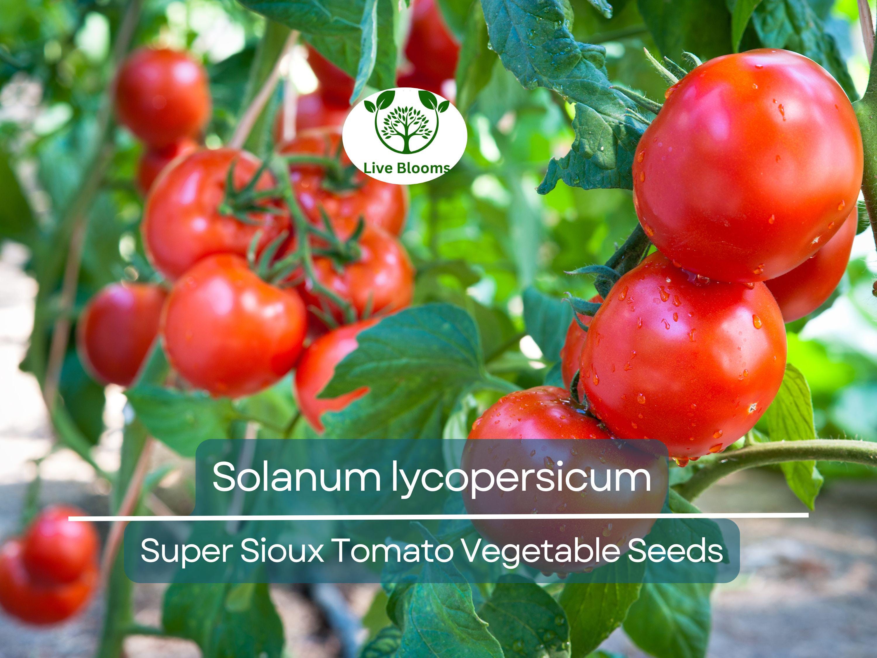 100 mg Seeds Tomato Super Sioux – Solanum lycopersicum | Heat-Tolerant Tomato Variety for Planting & Home Gardening