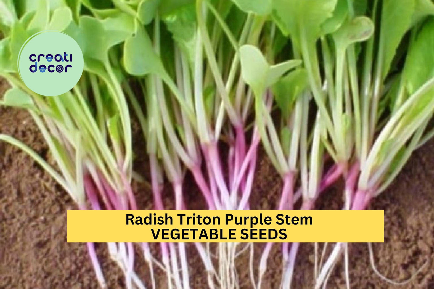 3pcs of 1g Radish Triton Purple Stem Seeds – Crisp Heirloom Variety for Fast Harvest in Garden or Container Planting Seeds for Planting