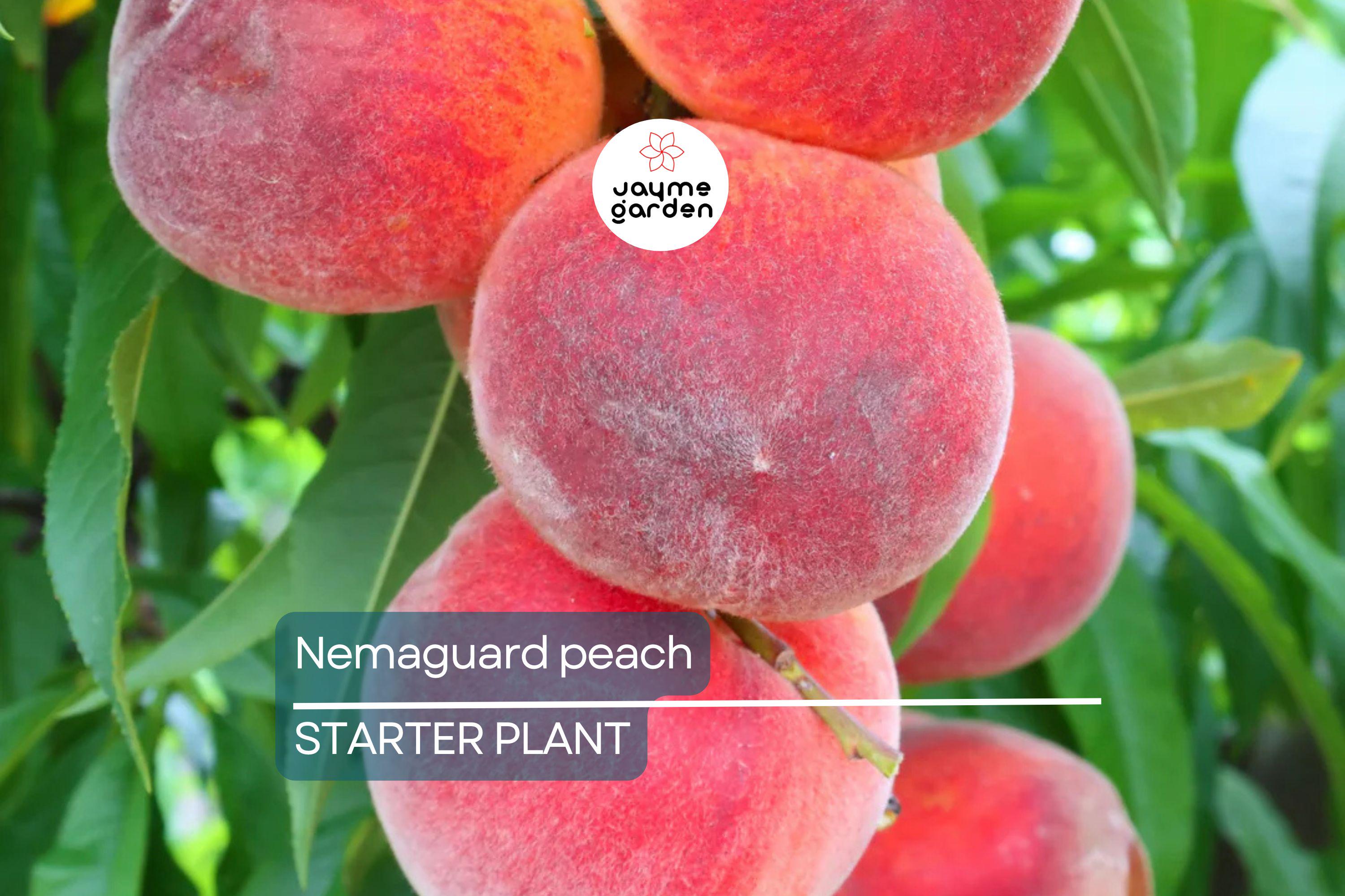 Nemaguard Peach Starter Plant (6-8 Inches Tall) | Live Healthy Seedling | Deciduous Tree | Easy to Grow | Great for Landscaping