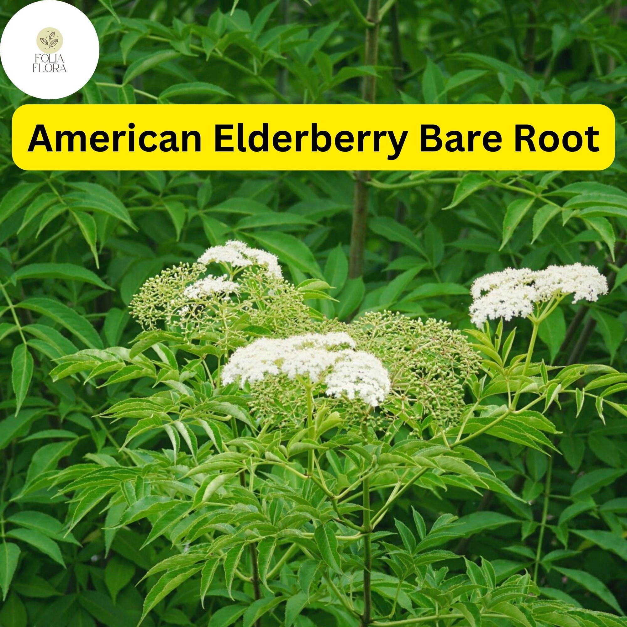 1 Bare Root American Elderberry Tree, Sambucus canadensis, Fully Rooted Live Plant, Edible Berries