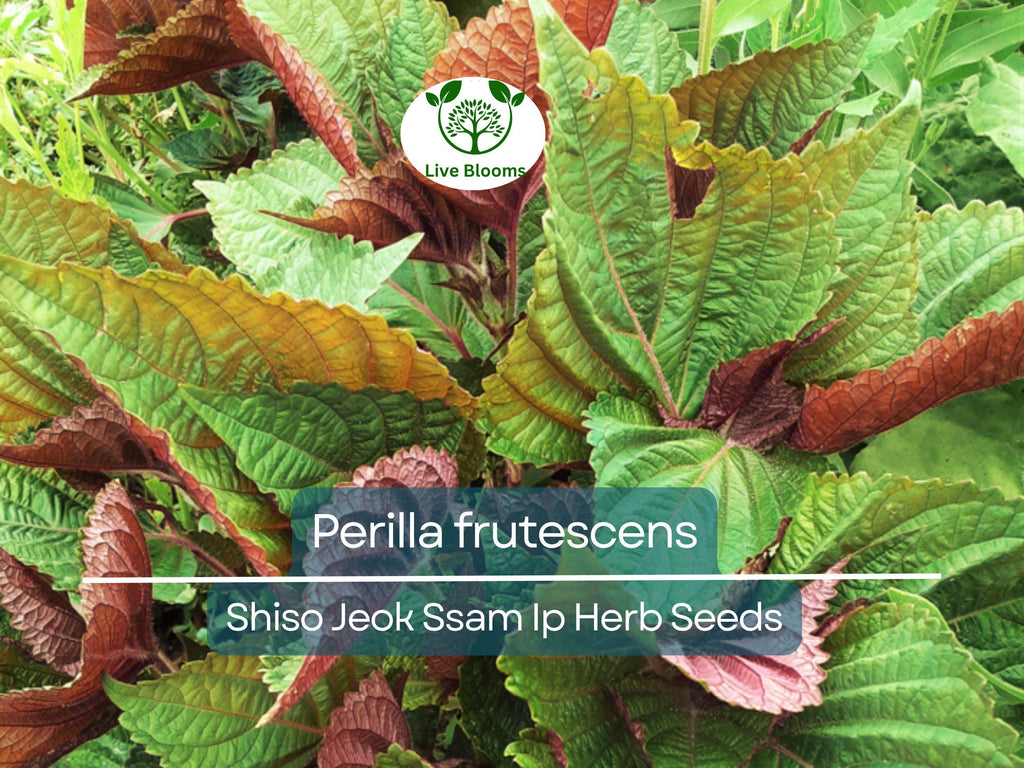 400 Seeds Perilla (Shiso) Jeok Ssam Ip Herb for Planting – Aromatic Asian Herb for Sushi, Garnishes, Salads & Stir-Fries