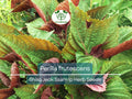 400 Seeds Perilla (Shiso) Jeok Ssam Ip Herb for Planting – Aromatic Asian Herb for Sushi, Garnishes, Salads & Stir-Fries